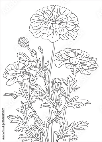 Marigold flower coloring page for adult line art Vector design