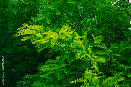 Close-up of acacia leaves in early summer.
