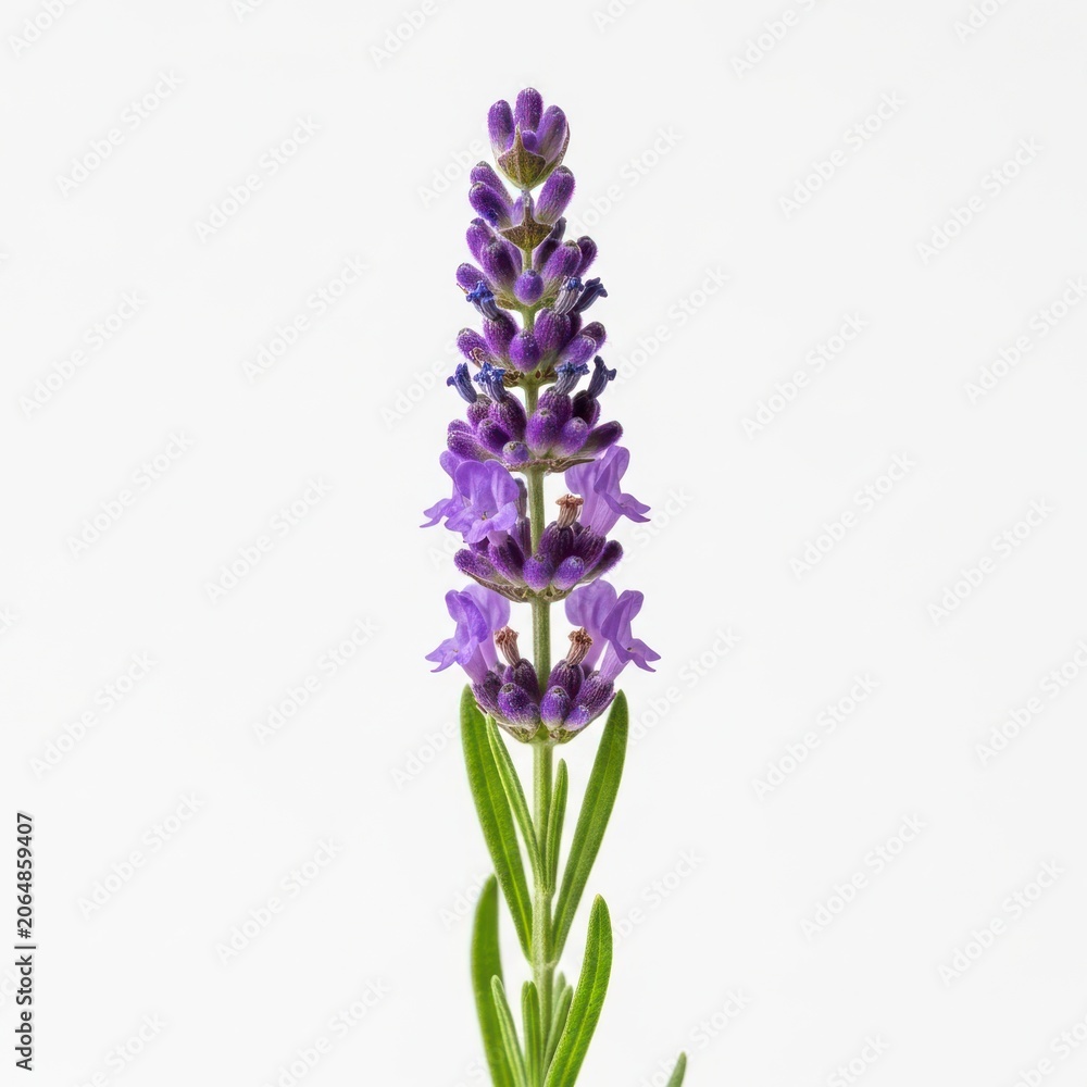 Obraz premium Purple lavender flower stem with blooming buds