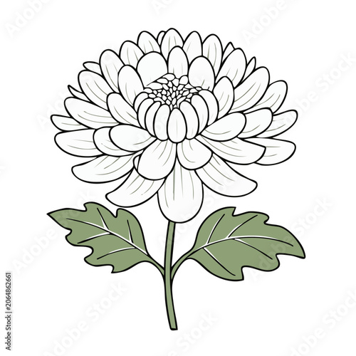 Line art illustration of a chrysanthemum flower