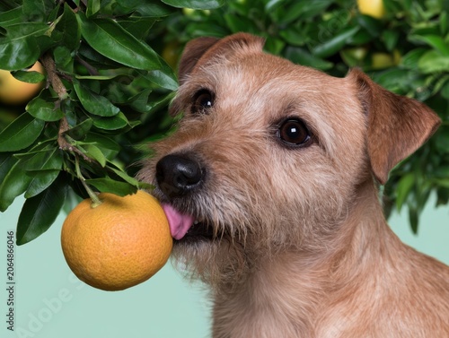 Jack Russell Terrier sniffing a mandarin orange on a citrus tree, close up of a curious wiry haired dog exploring nature for pet lifestyle content