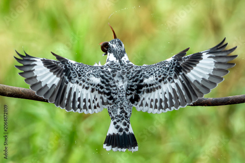 Photos Pied kingfisher spreading wings while perched on a branch with water droplets in