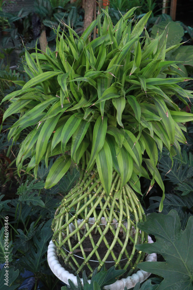 Fototapeta premium Lucky Bamboo, Dracaena sanderiana Braided Tower plant on pot
