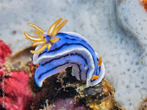 Konstfotografi Vivid blue Chromodoris lochi nudibranch crawling on a coral reef in Anilao Phili