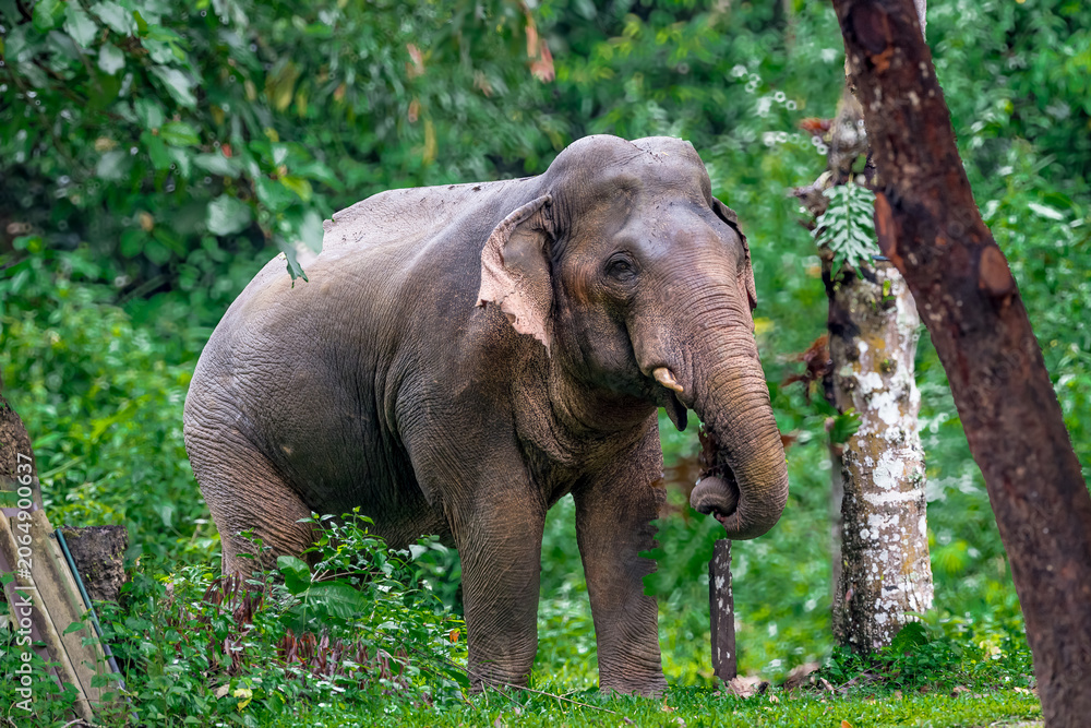Fototapeta premium Its body is gray, its snout is called the trunk. The trunk of the Asian elephant has only one beak. Nakhon Ratchasima, Thailand.
