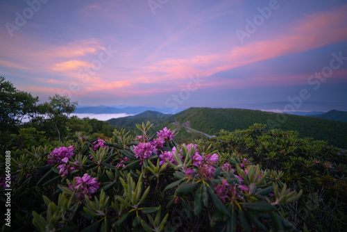 Red azalea flowers blooming at Craggy Pinnacle near Asheville, North Carolina, illuminated by soft sunrise light, with the Blue Ridge Mountains creating a serene and atmospheric backdrop
