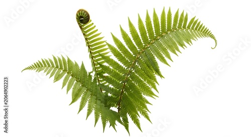 Green Fern Plant Isolated White