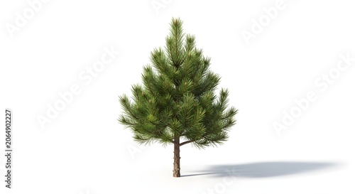 Green Pine Tree Isolated White