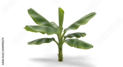 Tropical Banana Plant Isolated White