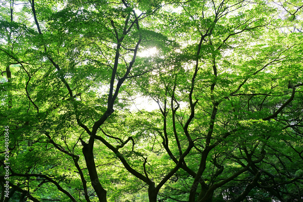 Fototapeta premium 新緑の風景