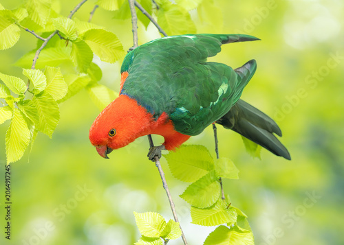 A wild king parrot (Alisterus scapularis) perched in field elm (Ulmus minor) tree, Victoria, Australia
