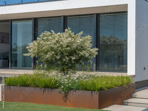 Modern Residential Garden Design Featuring a Corten Steel Planter Box with a Blooming White Flowering Tree and Lush Ornamental Grasses