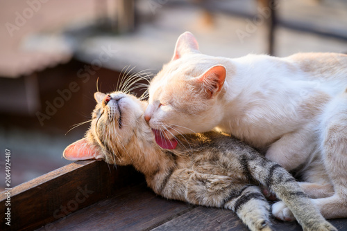 Two cute cats in love cuddling and grooming each other outdoors with warm morning sunlight. A white cat lovingly licking its partner tabby cat. Romantic and affectionate pets.