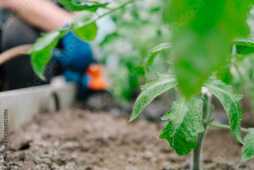 Foto Cultivating Growth: An Engaging Look at the Care and Attention Needed for Thrivi