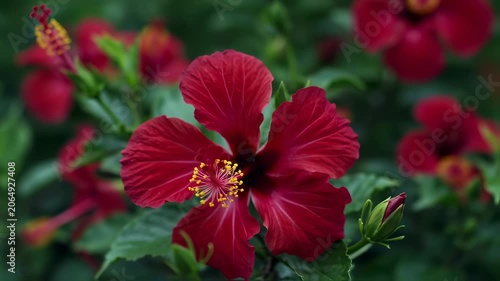 Exotic Red Hibiscus Blossom Displaying Delicate Petals in a Lush Green Garden