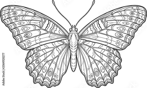 Photography Intricate butterfly zentangle illustration for adult coloring books