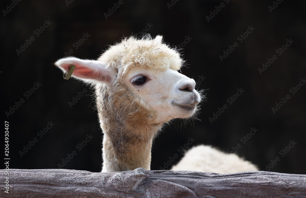 Fototapeta premium White alpaca looks out from behind fence, detailed fur and alert expression
