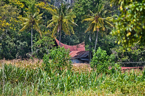 Batak house hidden in the jungle
