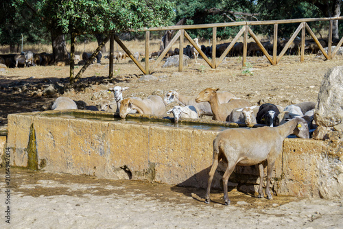 Sheep gather at a rustic stone trough, hydrating in a sunny field on a farm. Promoting themes of animal husbandry and rural life