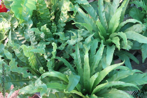 Asplenium nidus and Bird nest fern leaf plant on pot in farm