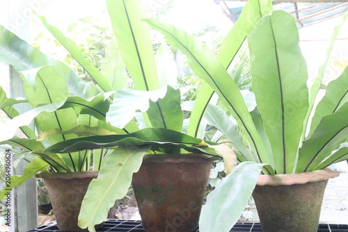 Foto Asplenium nidus and Bird nest fern leaf plant on pot in farm