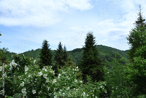 Tableau sur toile A blooming briar or wild rose bush with white flowers on the foreground of a scenic mountain landscape with tall pine trees under a cloudy summer sky