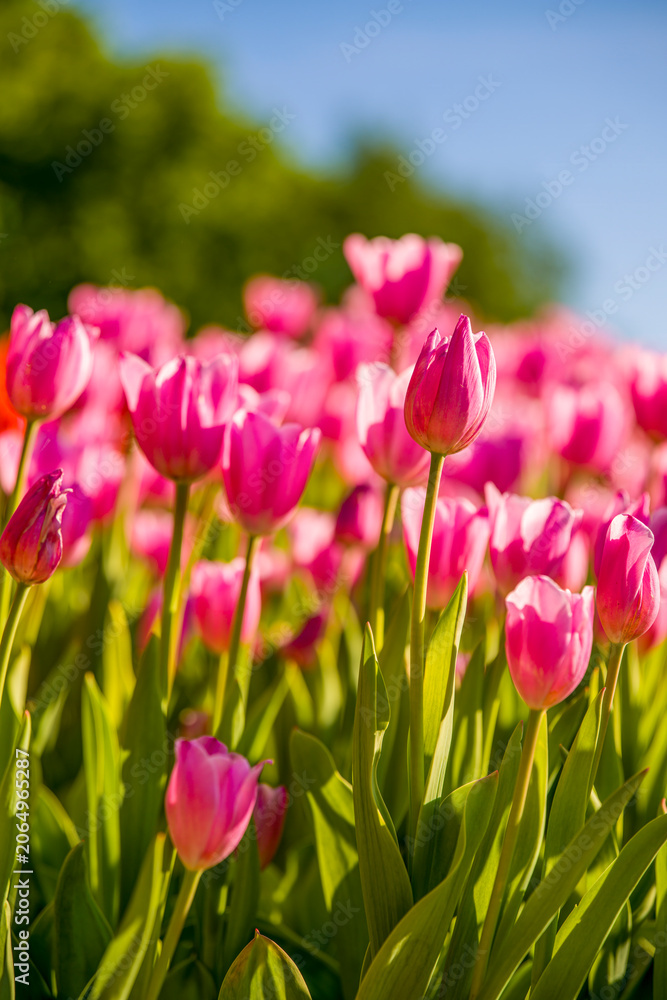 Obraz premium blühende Tulpen