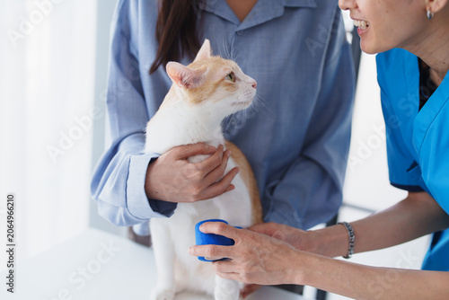 Veterinarian preparing bandage for wound treatment of cat in veterinary healthcare service.