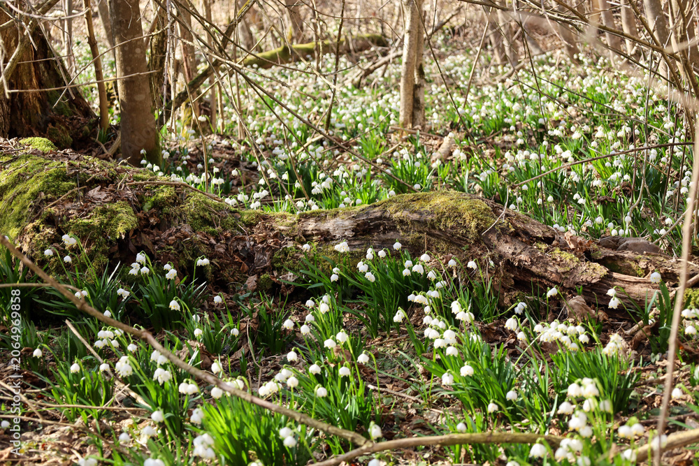 Fototapeta premium A spring forest landscape with countless white blooming spring snowflakes covering the ground. In the foreground lies an old fallen tree overgrown with green moss among thick primrose patches. Natural