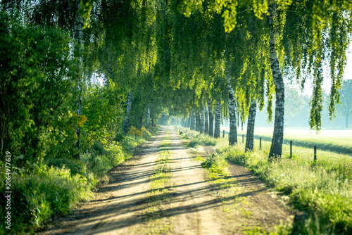 Fotografie eine schmale Birkenallee durch das sanfte Morgenlicht