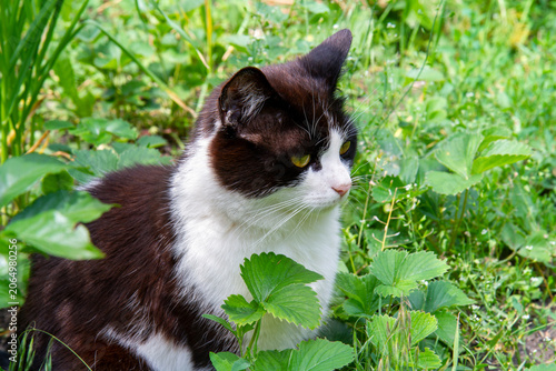 Black and white cat sitting in green grass. Domestic feline exploring garden. Concept of pet lifestyle and animal nature.