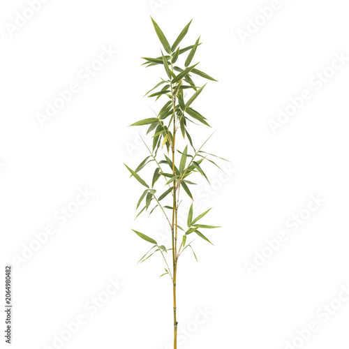 A single green bamboo stalk with thin pointed leaves isolated on a white background, botanical plant for nature projects