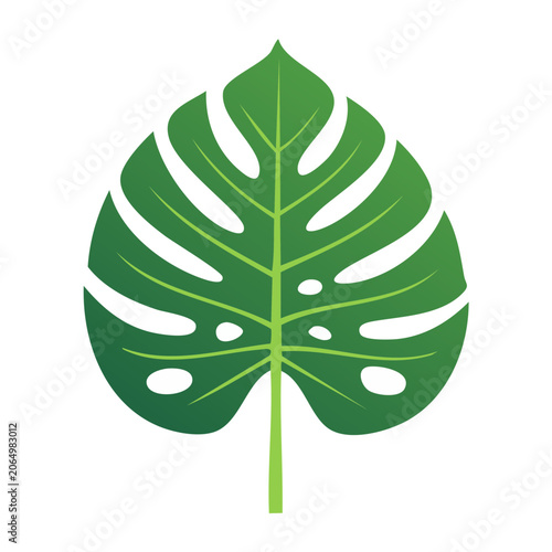 Monstera Leaf Vector Illustration