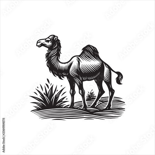 A detailed black and white woodcut style illustration of a single humped camel standing in the desert.