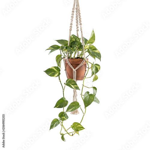 A vibrant green pothos plant with variegated leaves growing in a terracotta pot held by a white macrame hanger on a transparent background
