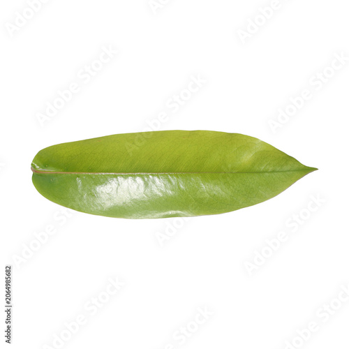 Green Leaf: A solitary, vibrant green leaf with a pointed tip and glossy surface, isolated against a clean white background, showcasing natural beauty and simplicity.