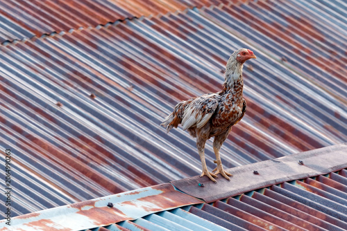 Obraz na plátne A free-range hen is standing motionless on the house's corrugated tin roof
