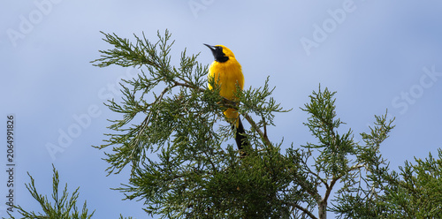 Cuadro en lienzo hooded oriole standing on top of the tree