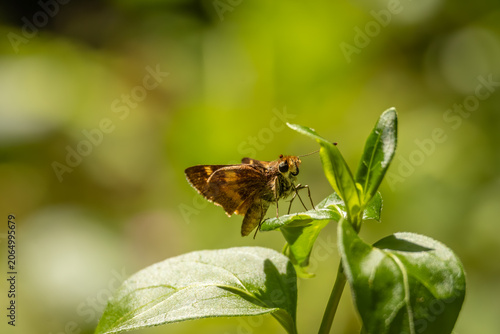 Schilderij op canvas umber skipper standing on a leaf