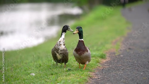 Two ducks touching beaks in a green park area