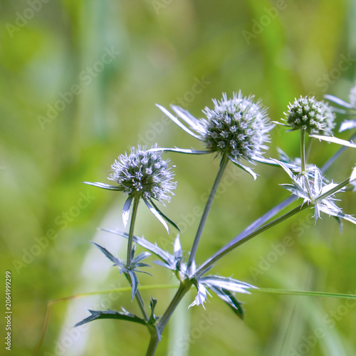 Eryngium flower blooming in a meadow