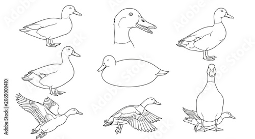 Bild auf Leinwand Duck, ducks, quack, waterfowl, bird, birds, icon, icons, set, collection, line a