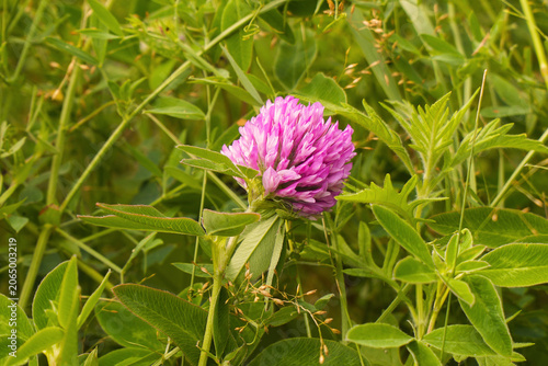 Pink clover flower blooming in a green meadow