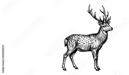 Noble Sika Deer Side View Hand Drawn Wildlife Vector Illustration