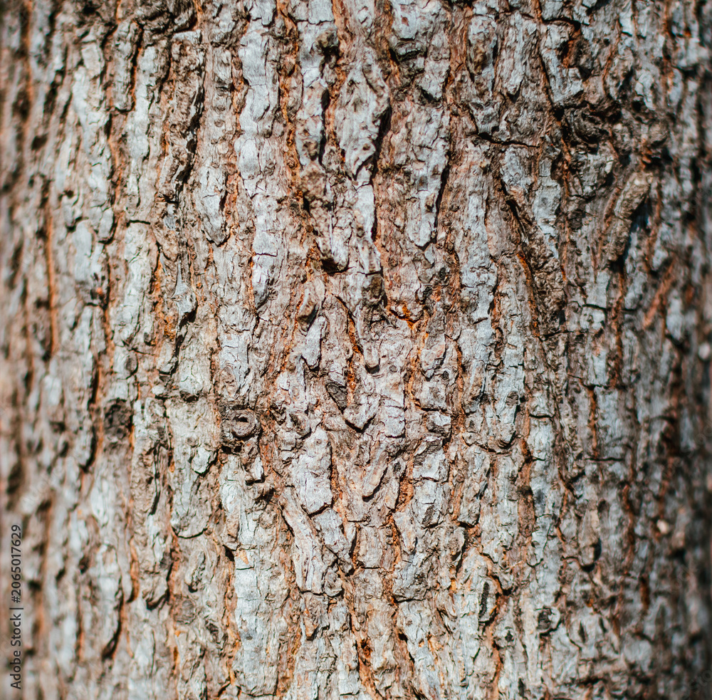 Fototapeta premium tree bark texture