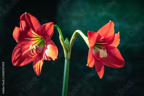 Barbados lily (Hippeastrum puniceum) is a bulbous perennial native to tropical regions of South America although it has become naturalized elsewhere. Phu Luang Wildlife Sanctuary in Loei, Thailand.