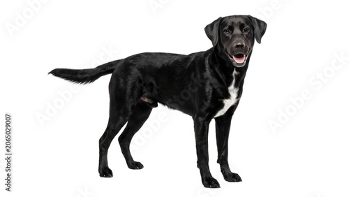 Black Labrador Standing Smiling with White Chest Isolated on Transparent Background