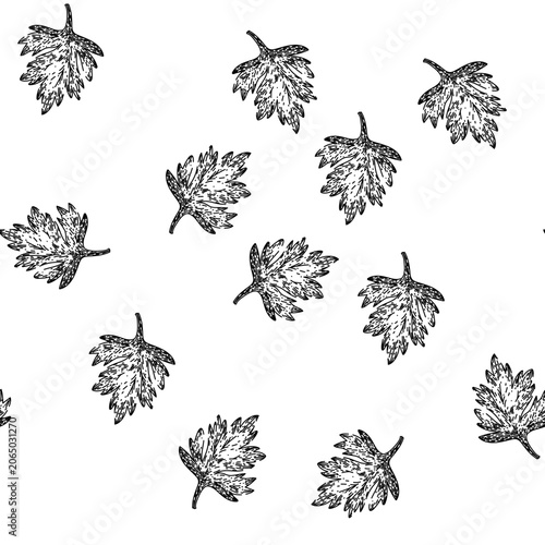 Quadro em tela seamless pattern anthriscus chervil hand drawn