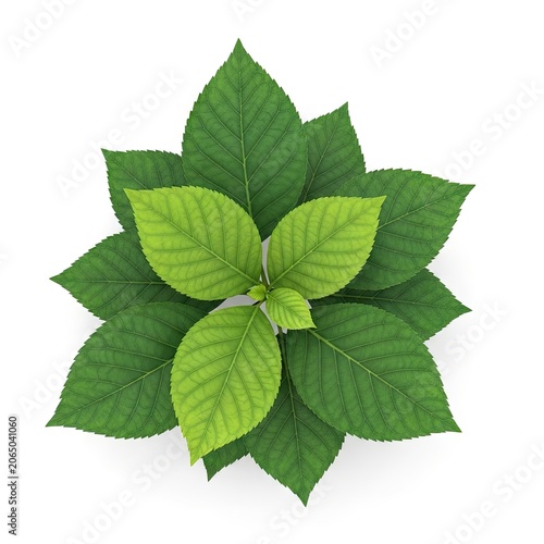 Vibrant Green Leaves Arranged in a Circular Pattern on a White Background.