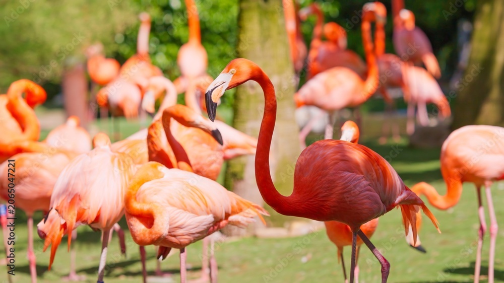 Obraz premium Flamingos flocking outdoors on a bright sunny day